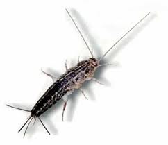 Silverfish — Pest Extermination in Parlin, NJ Silverfish — Pest Extermination in Parlin, NJ