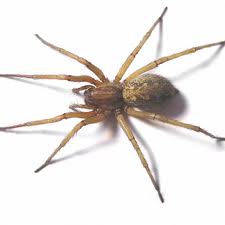 Spiders — Pest Extermination in Parlin, NJ Spiders — Pest Extermination in Parlin, NJ