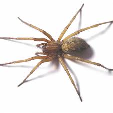Spiders — Pest Extermination in Parlin, NJ