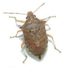 Stink Bugs — Pest Extermination in Parlin, NJ