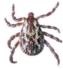 Ticks — Pest Extermination in Parlin, NJ Ticks — Pest Extermination in Parlin, NJ