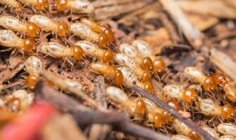 Termites — Residential Pest Control in Parlin, NJ Termites — Residential Pest Control in Parlin, NJ