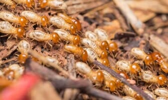 Termites — Residential Pest Control in Parlin, NJ