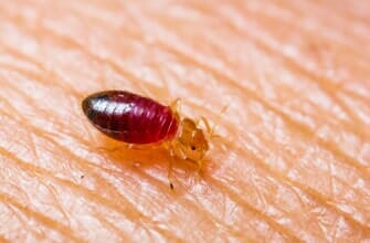 Bed Bugs — Residential Pest Control in Parlin, NJ