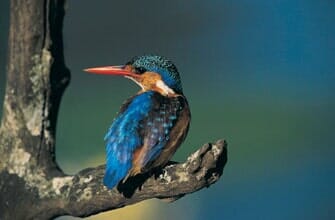 Wildlife — Residential Pest Control in Parlin, NJ Wildlife — Residential Pest Control in Parlin, NJ