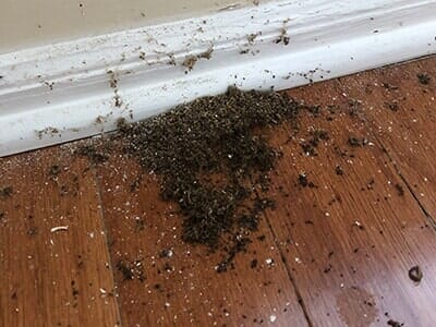 Carpenter Ants Grass — Licensed Exterminators in Parlin, NJ