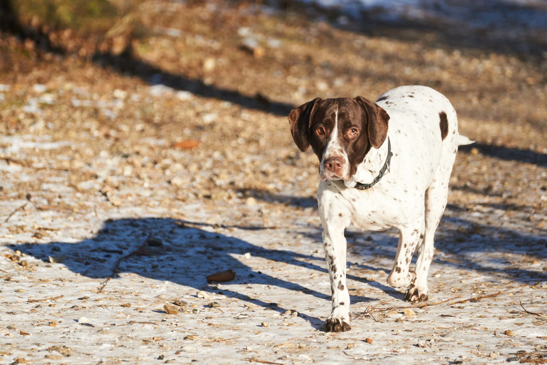 A black dog is running with a toy in its mouth.