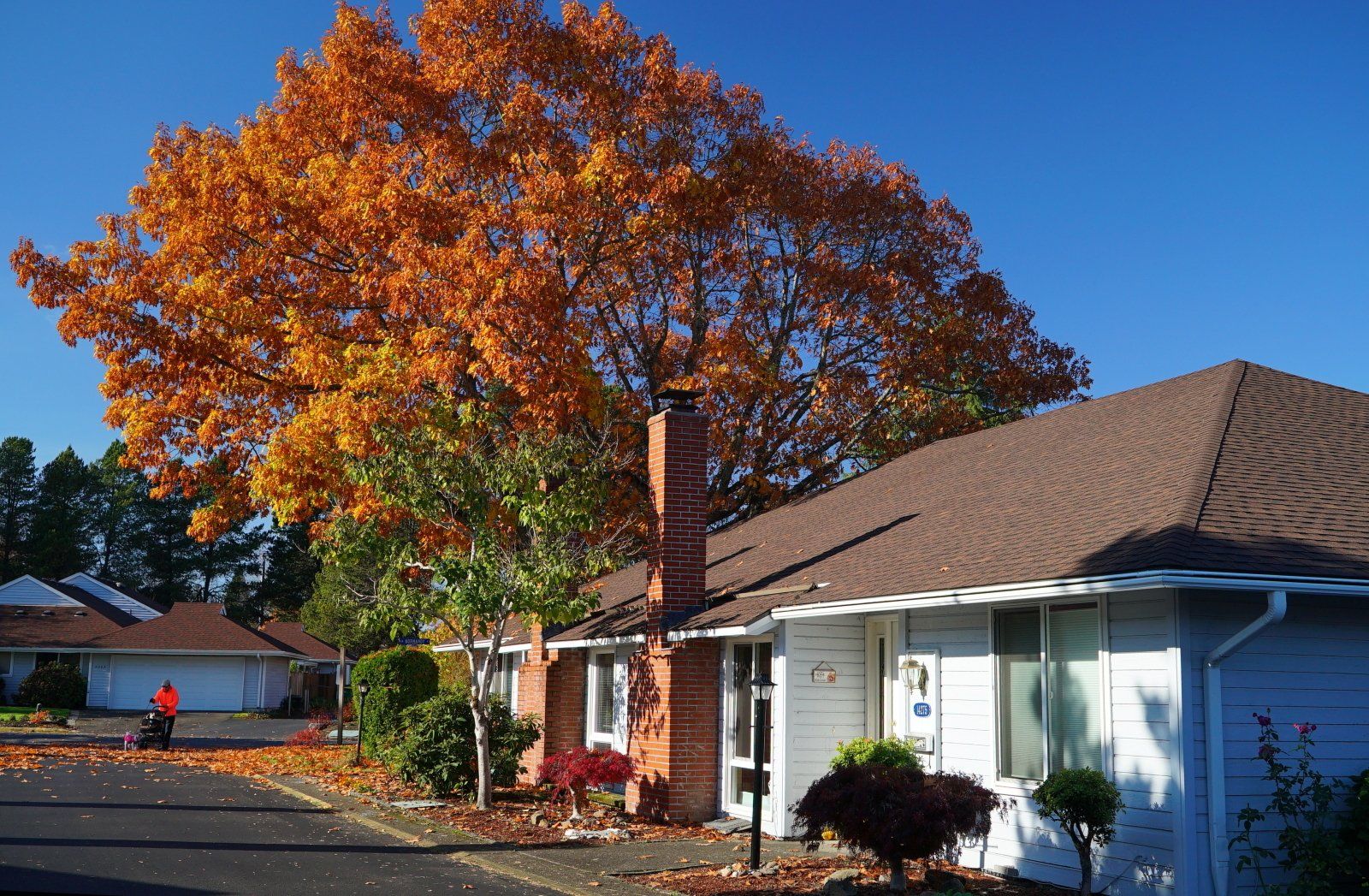 A tree with orange leaves is in front of a house
