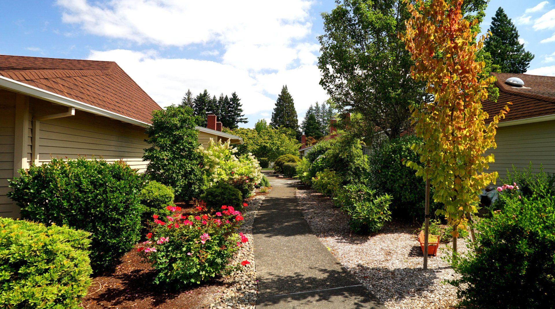A path between two houses with trees and bushes on both sides
