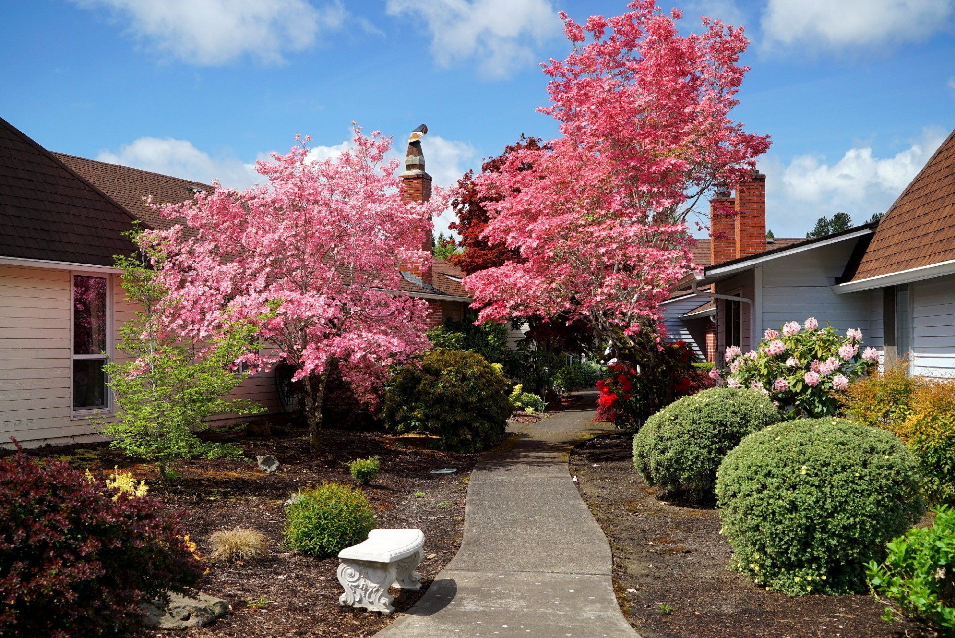 A path leading to a house with pink flowers on the trees