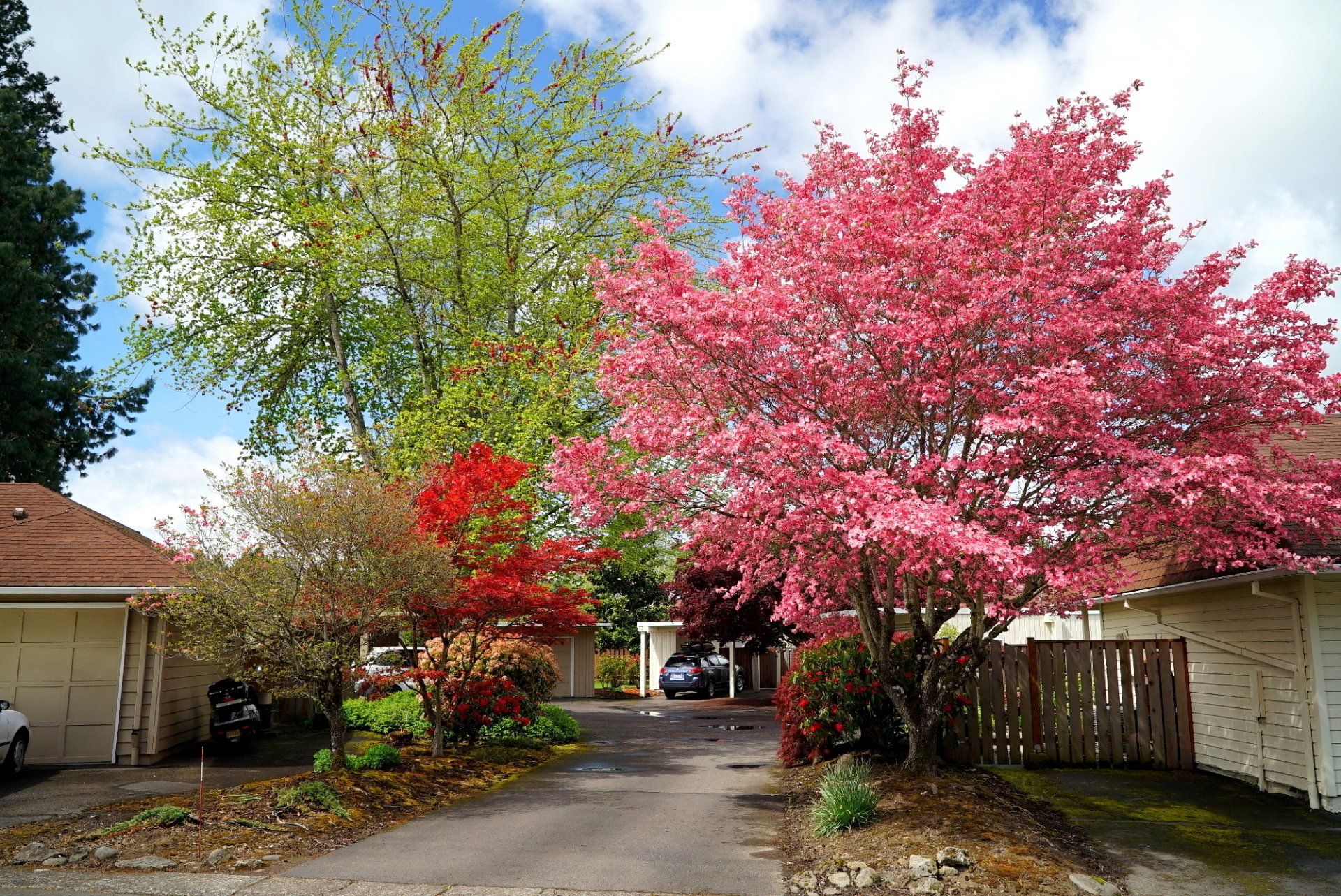 A tree with pink flowers is in the middle of a driveway