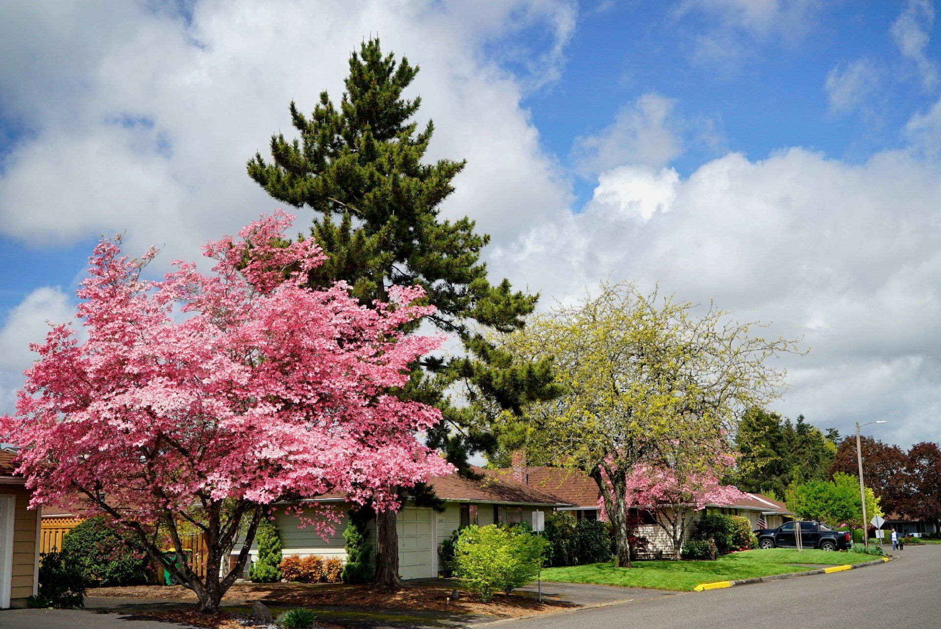 A tree with pink flowers is in front of a house