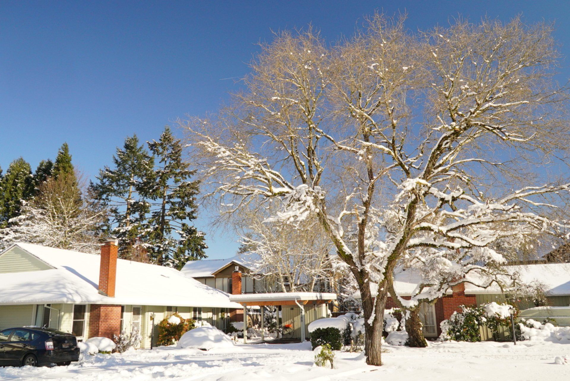 A snowy neighborhood with houses and trees covered in snow