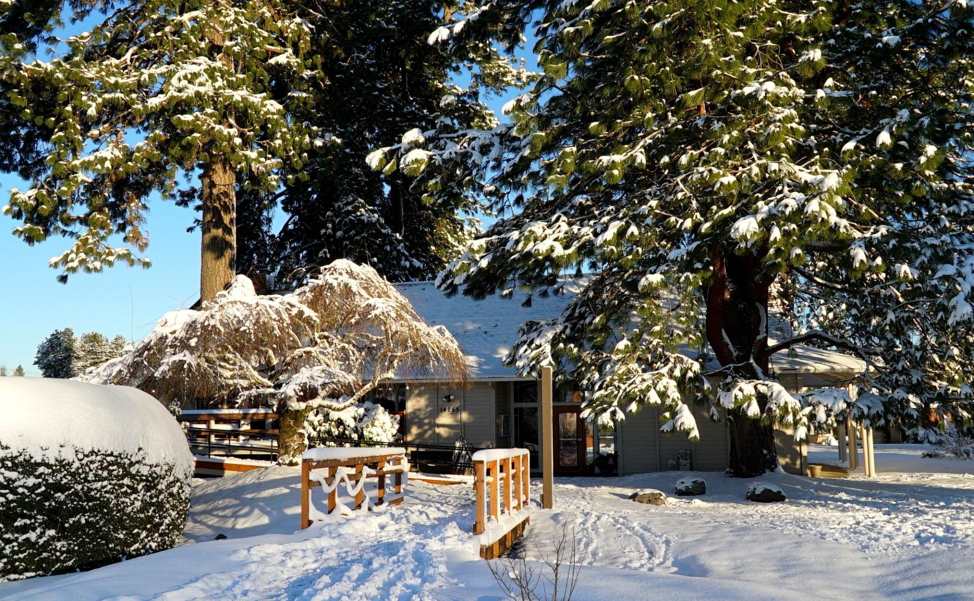 A snowy yard with a house in the background