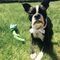 Black and white dog with floppy ears, looking at a green toy on a grassy lawn.