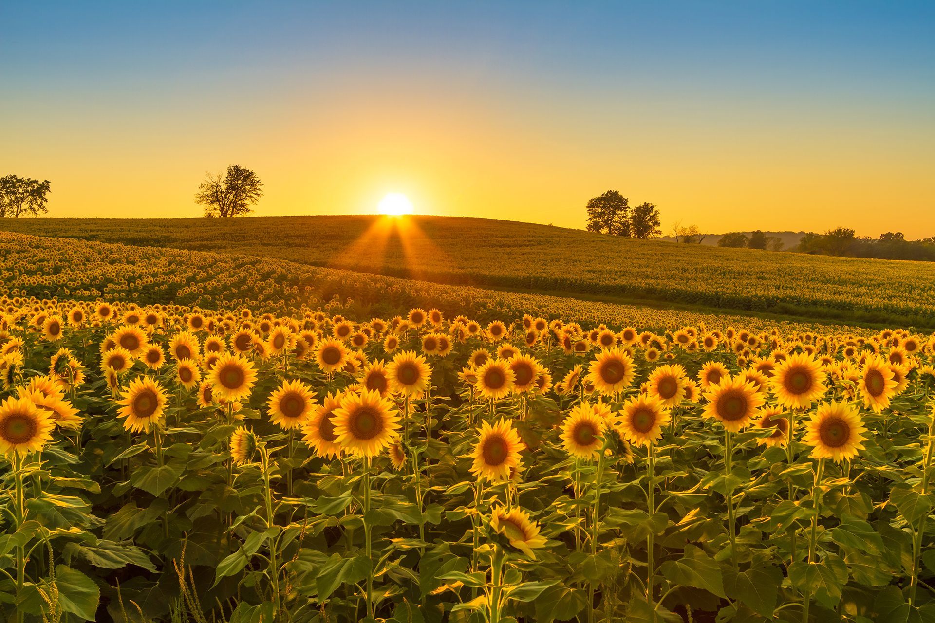 Field of sunflowers bathed in warm sunlight at sunset.