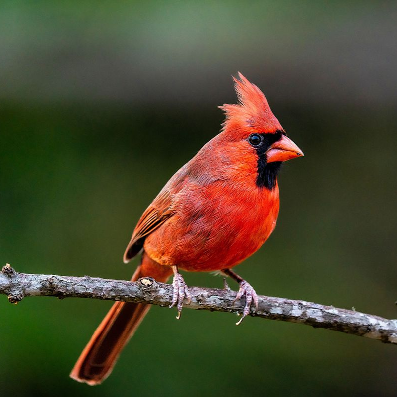 Red male cardinal with crest perched on a branch, black face mask, orange beak, green background.