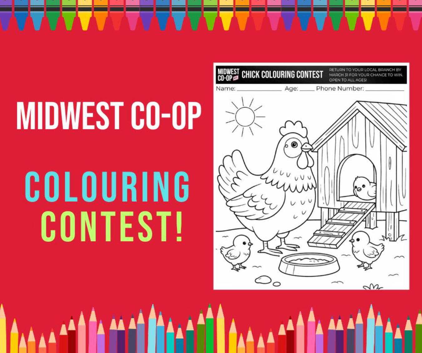 Two fluffy yellow chicks standing on brown dirt.