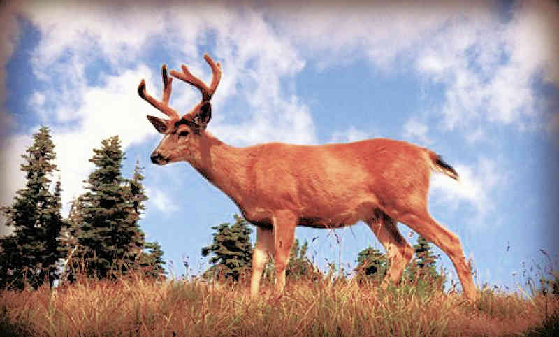 Malheur County Oregon Wildlife