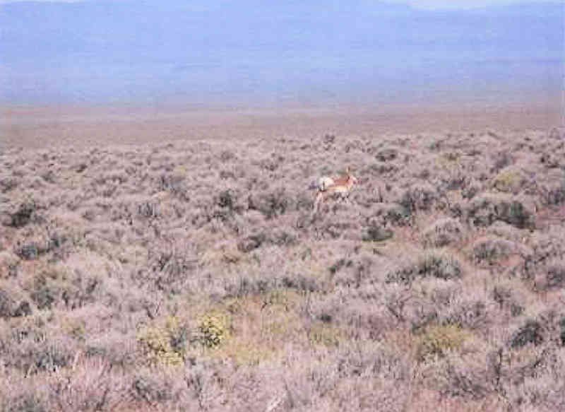 Antelope Near Our Property
