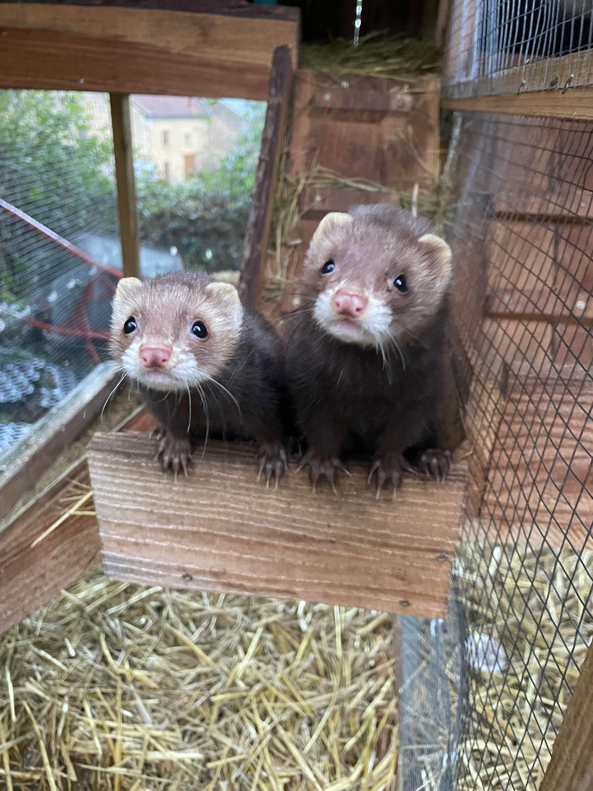 Deux furets sont assis sur une plate-forme en bois dans une cage.