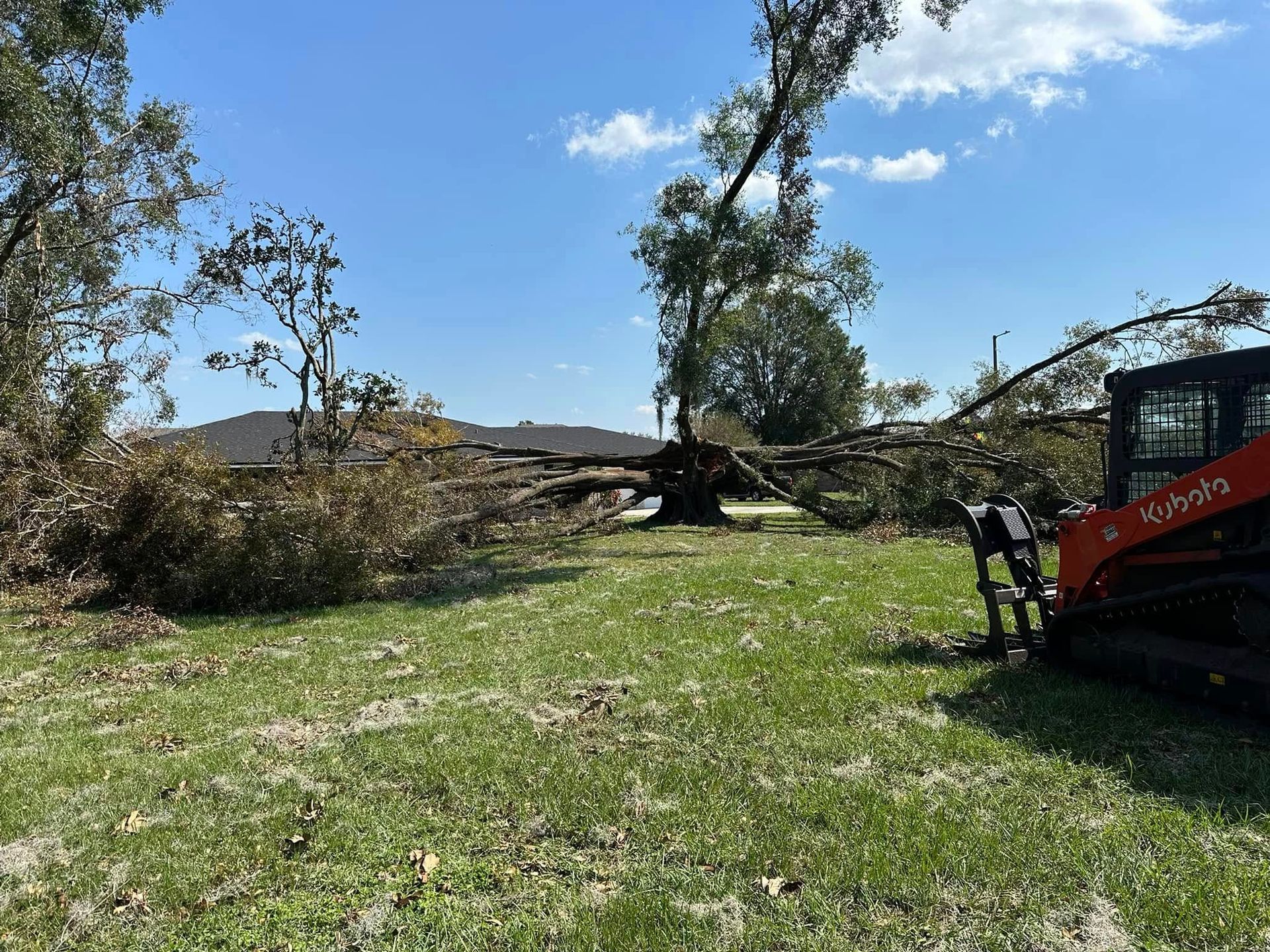 A downed tree being cleared by an orange Kubota skid steer on a grassy field under a blue sky.