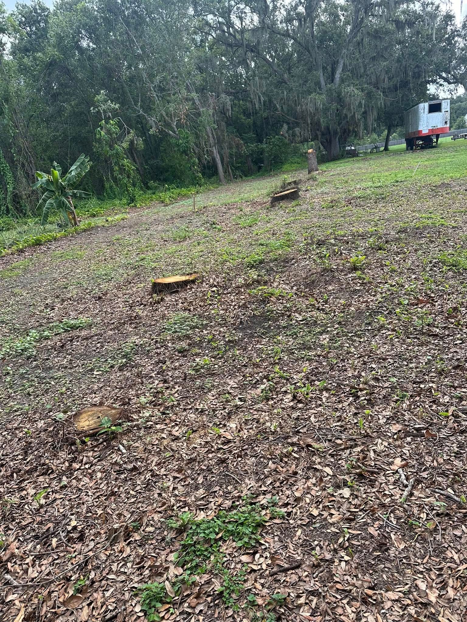 Grassy slope with tree stumps, fallen leaves, and trees in the background. A utility trailer is parked at the top.
