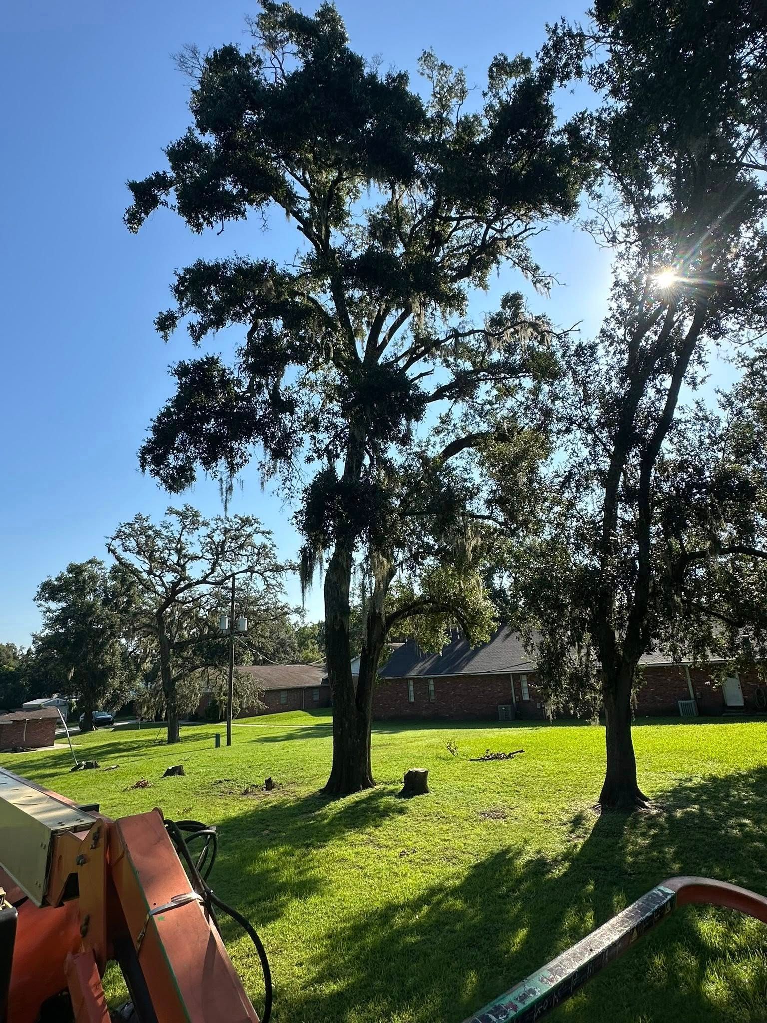 Trees casting shadows on a grassy yard; houses in the background, bright sun.