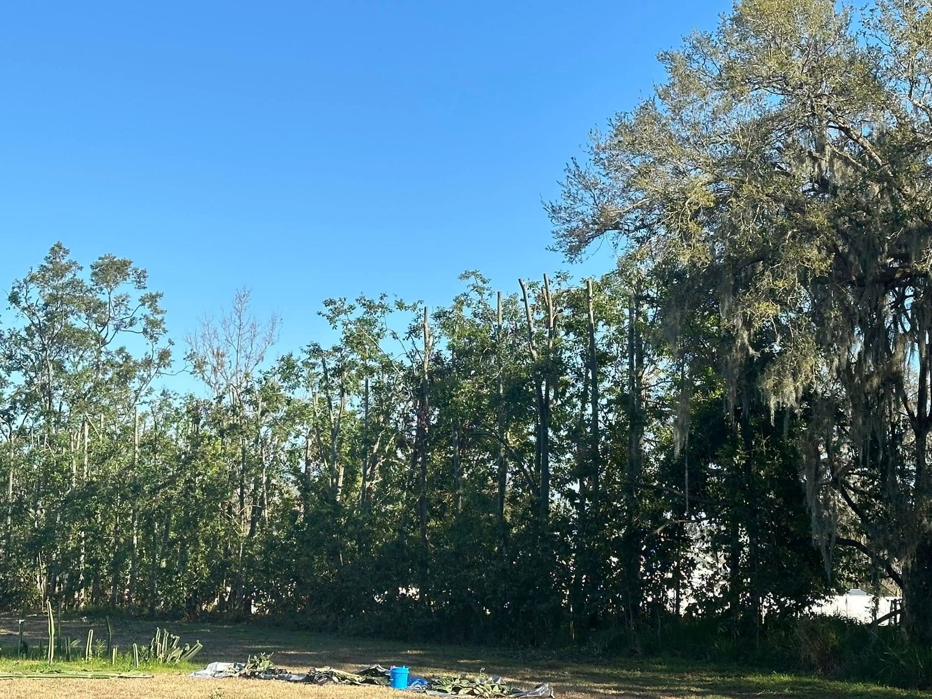 Lush green trees and a blue sky. Sunlight illuminates the scene. A small blue bucket sits on the ground.