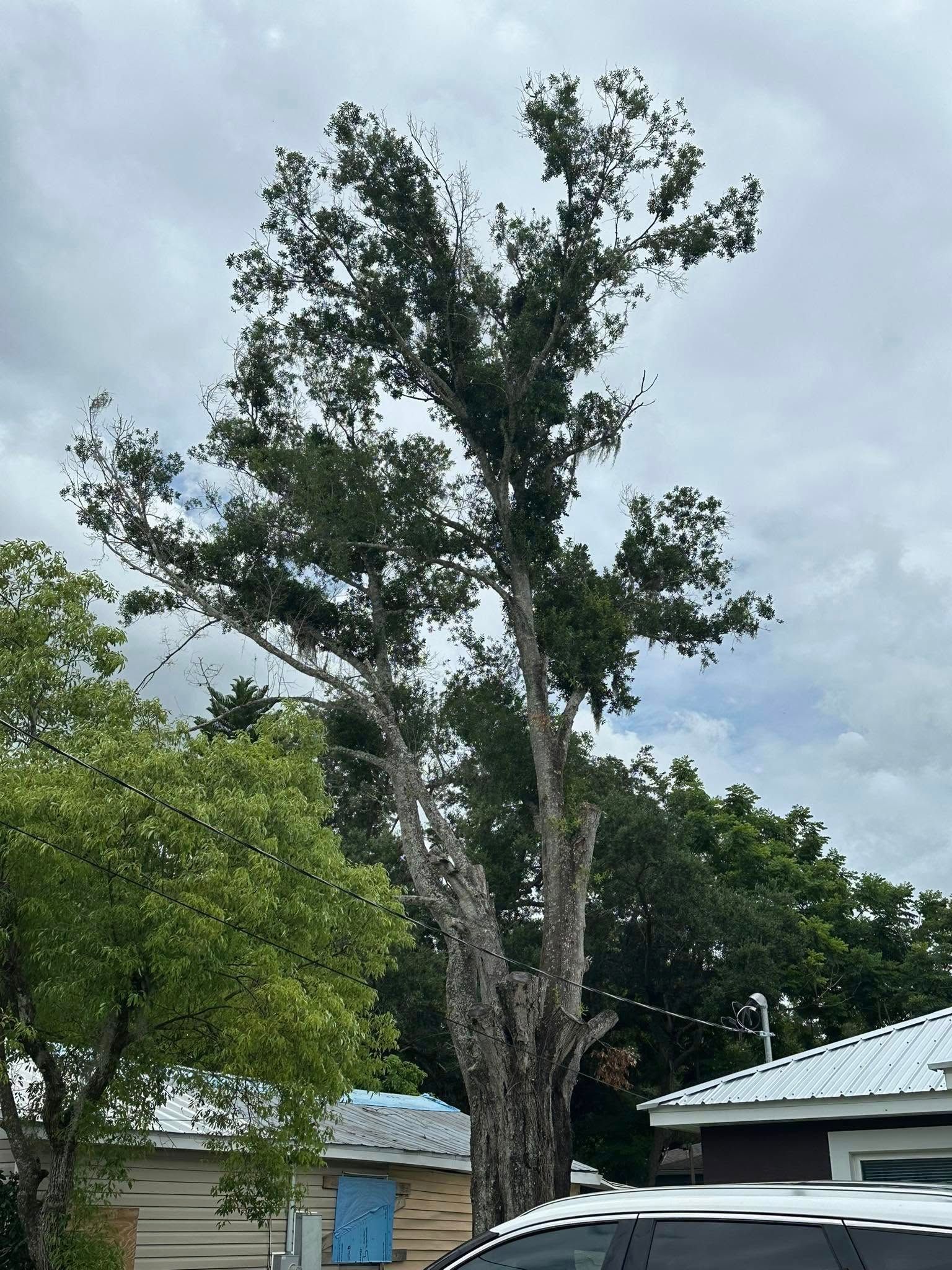 Tall tree with a textured gray trunk and green foliage, under a cloudy sky.