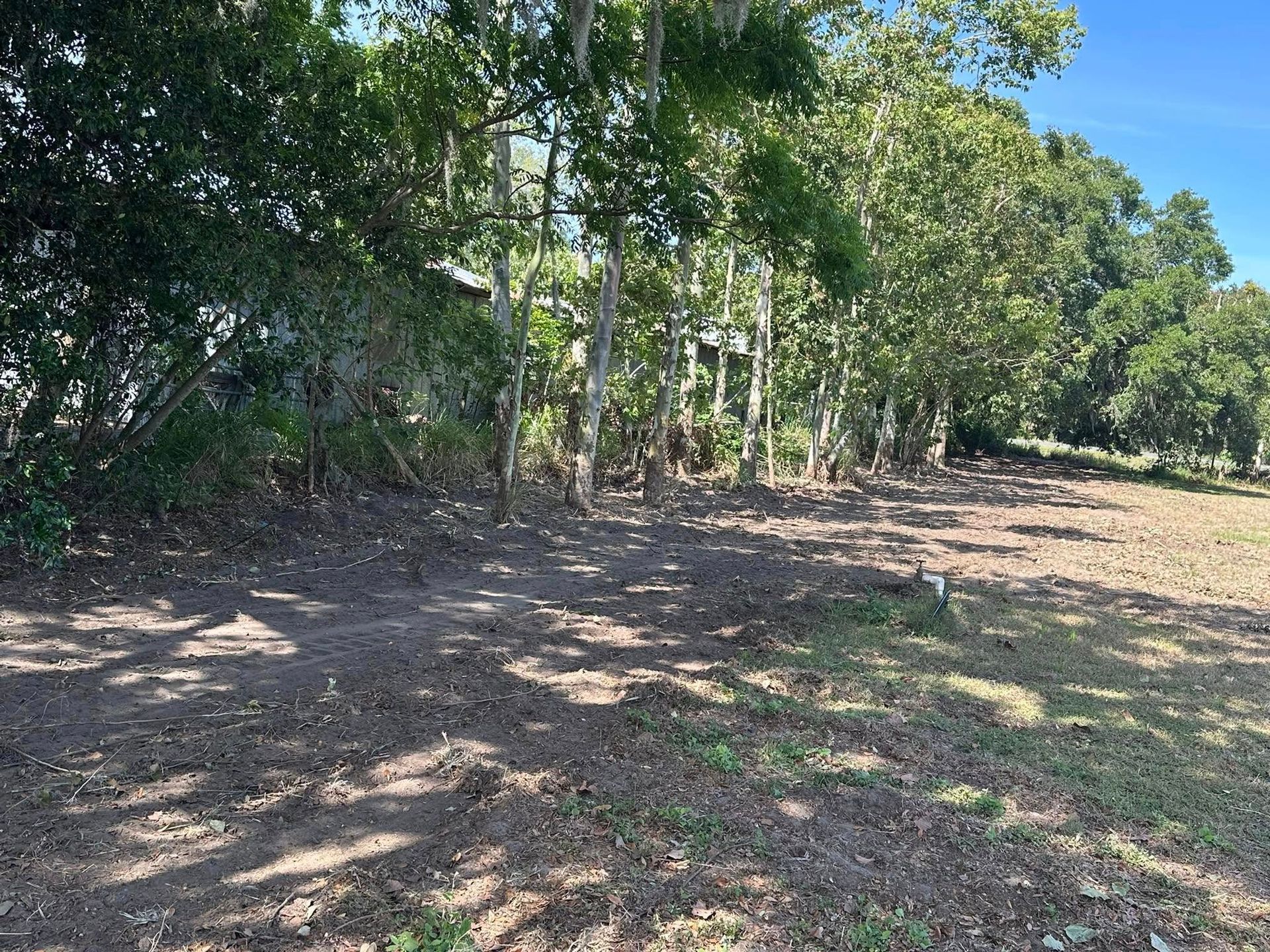 Dirt path between trees and grassy field under a blue sky.
