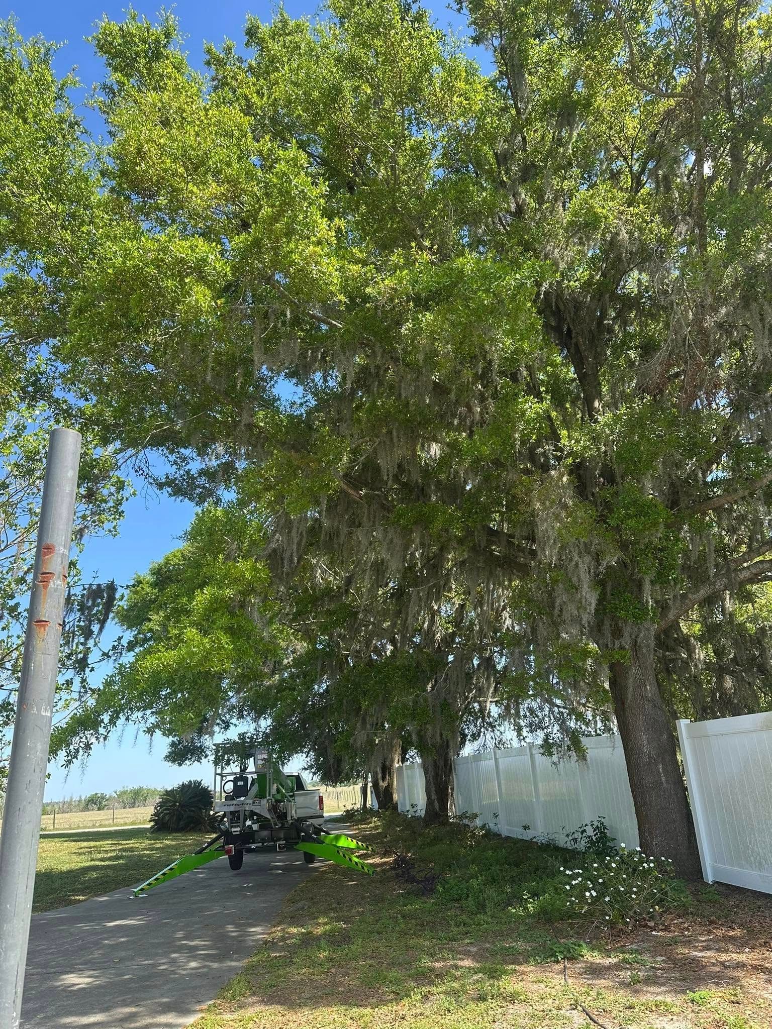 Large tree with hanging moss, next to a white fence and a gray pole.