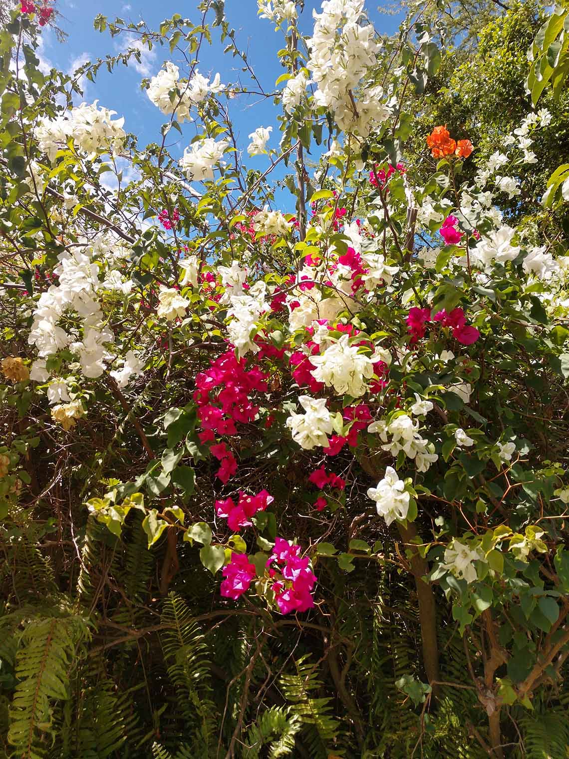 Beautiful flowers — Makawao, HI — Hawaiian Door & Window Screens