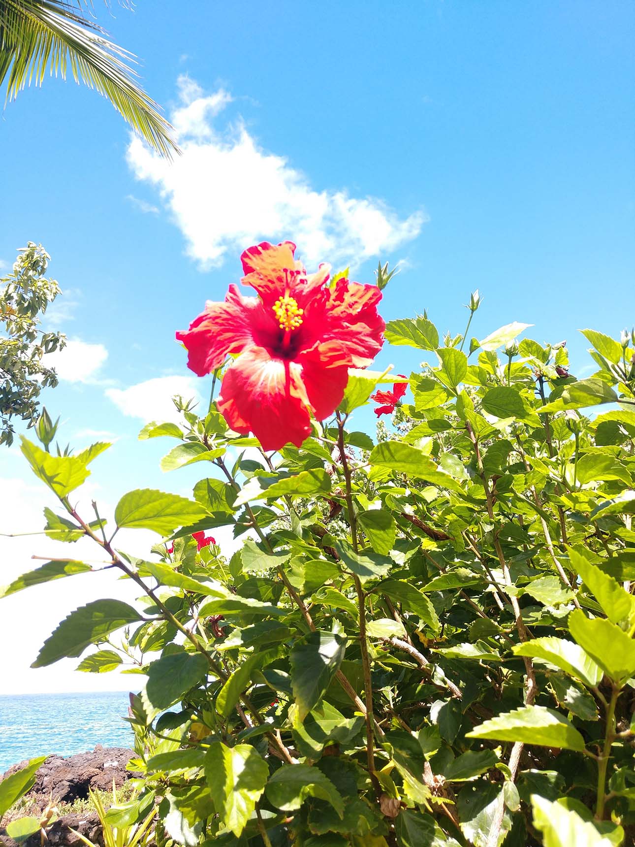 Beautiful red flower — Makawao, HI — Hawaiian Door & Window Screens