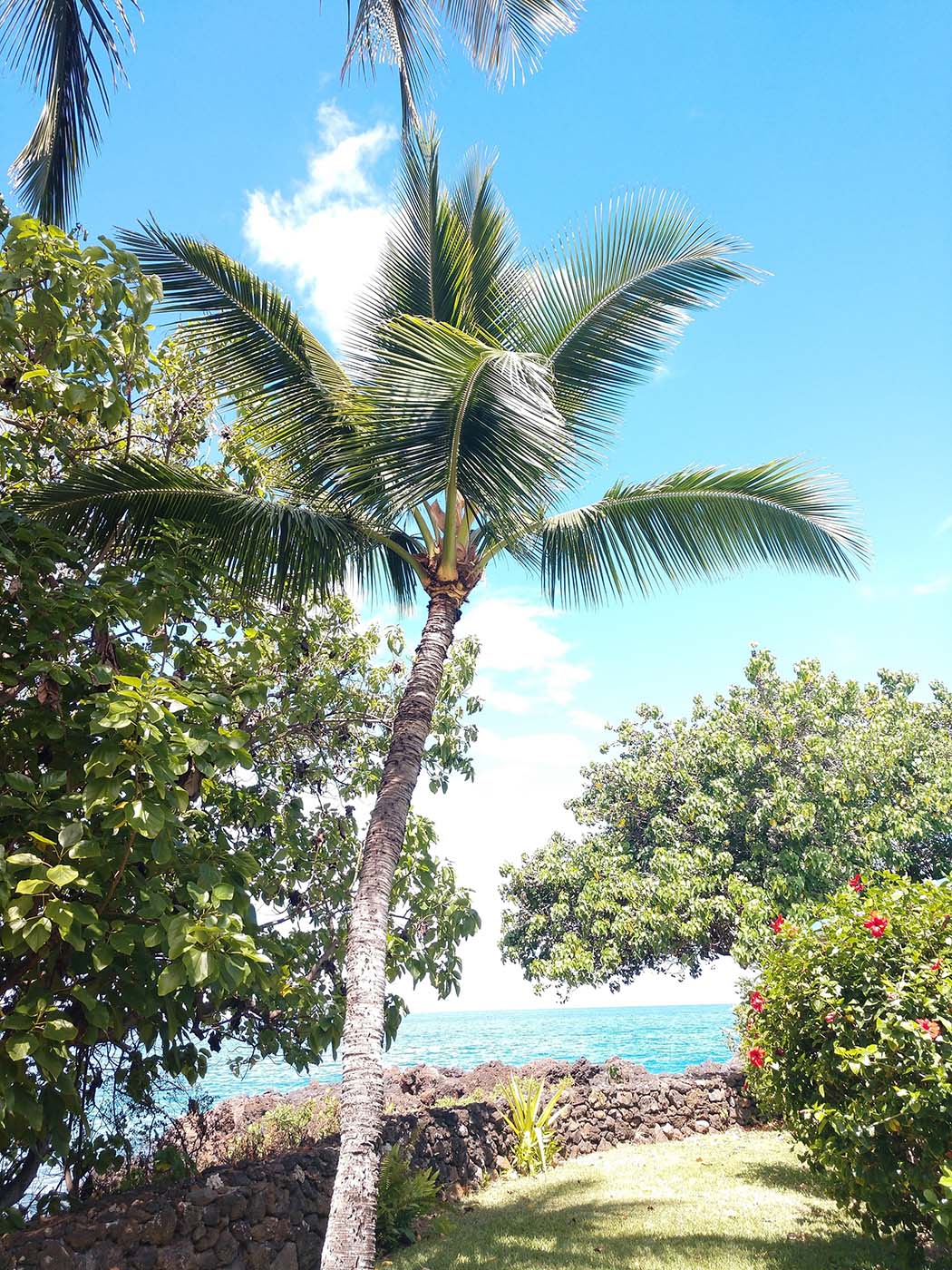 Tall palm tree — Makawao, HI — Hawaiian Door & Window Screens