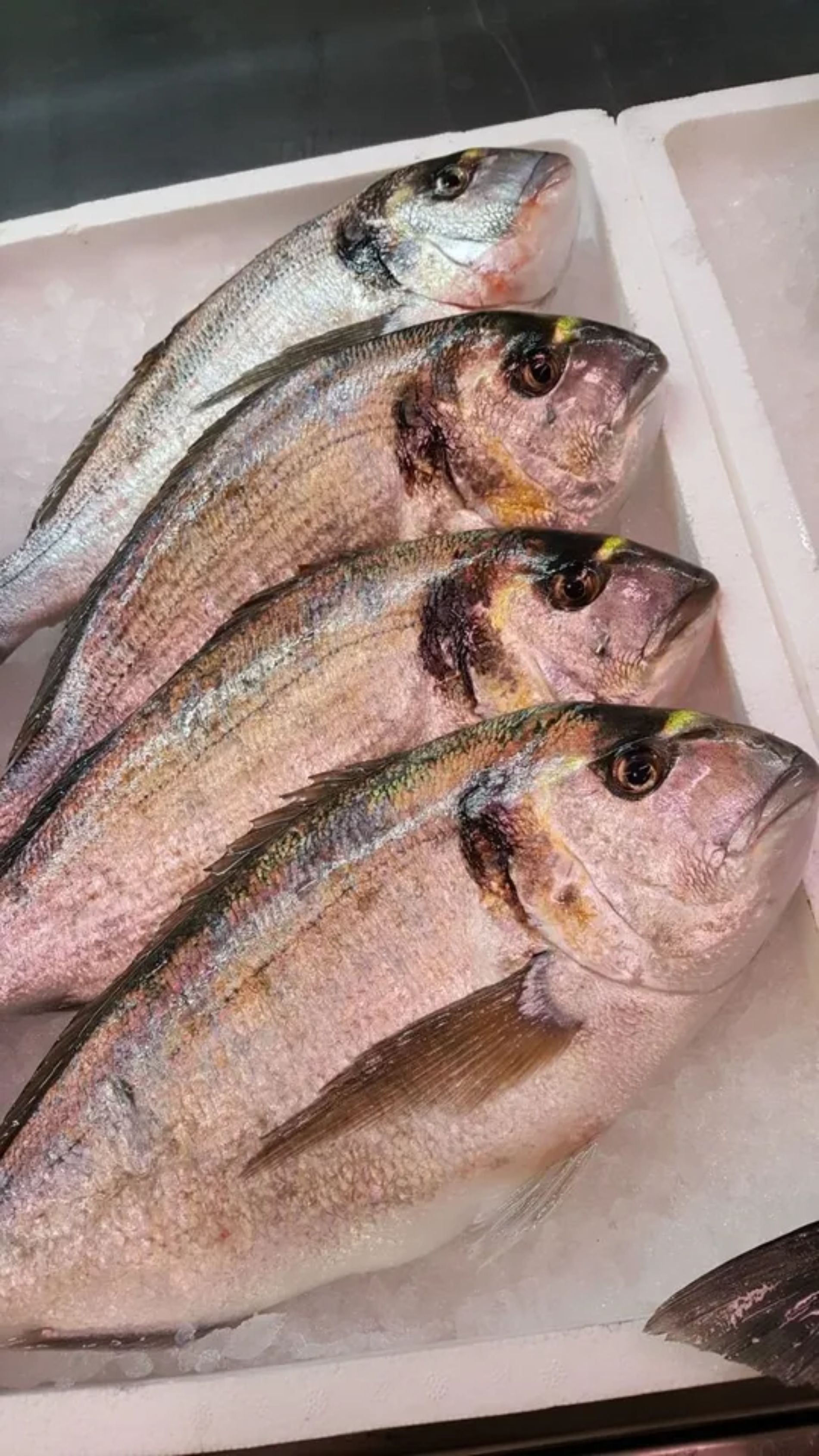 vendita di pesce fresco