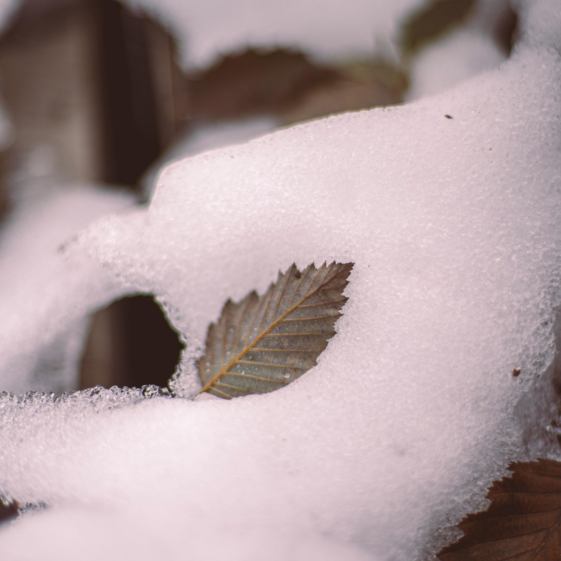 Events In January  | Carlingford