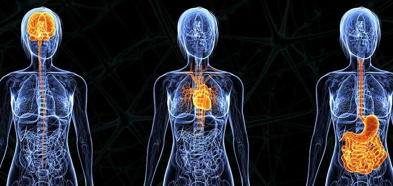 Integratie van hoofd, hart en buik