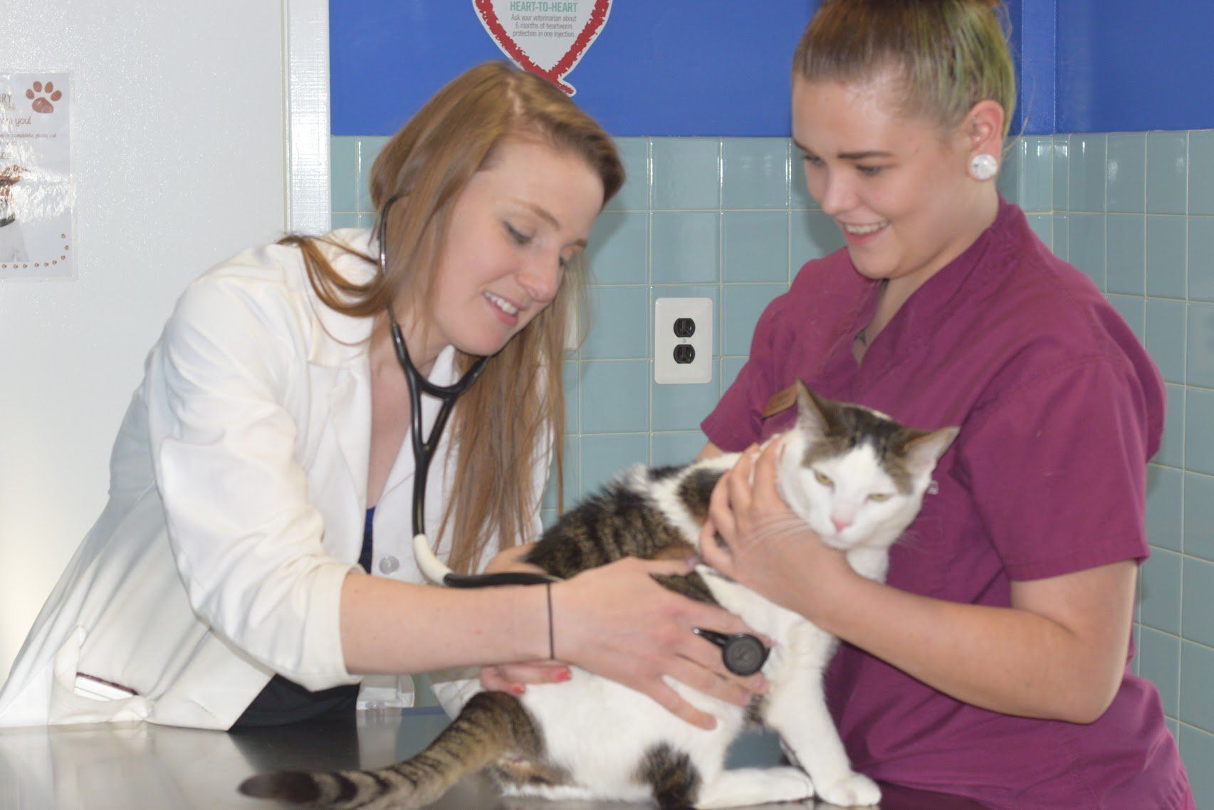 Cranbury Animal Hospital Quality Veterinary Care New Jersey