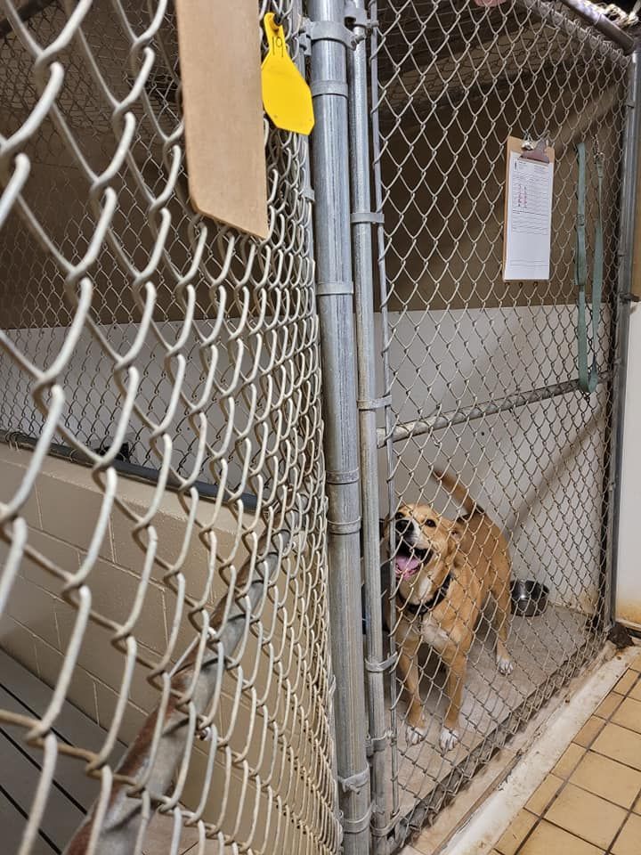 A dog is behind a chain link fence in a kennel