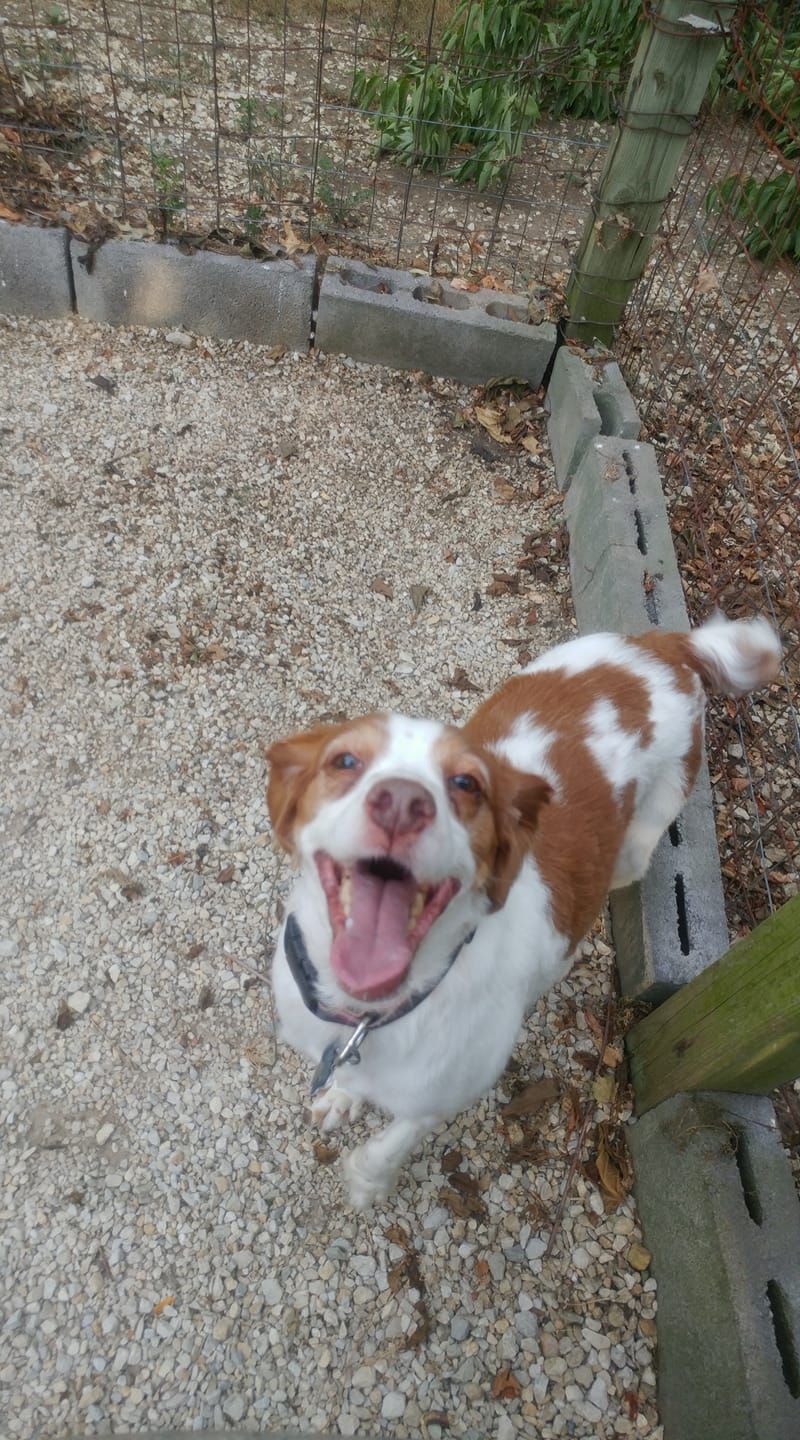 A brown and white dog is sitting on a gravel path with its mouth open.