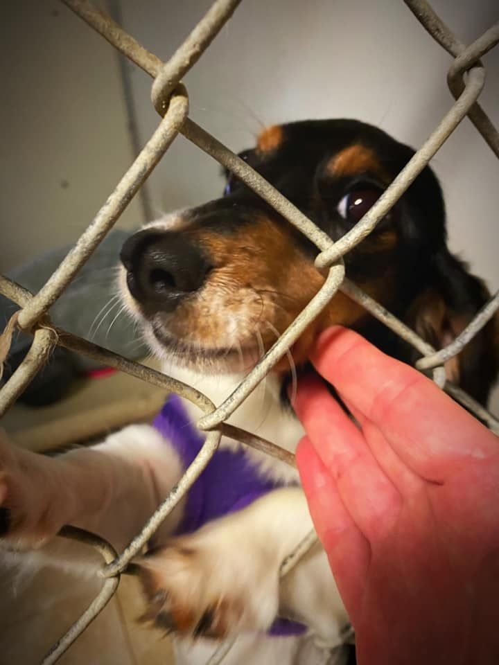 A person petting a dog behind a chain link fence