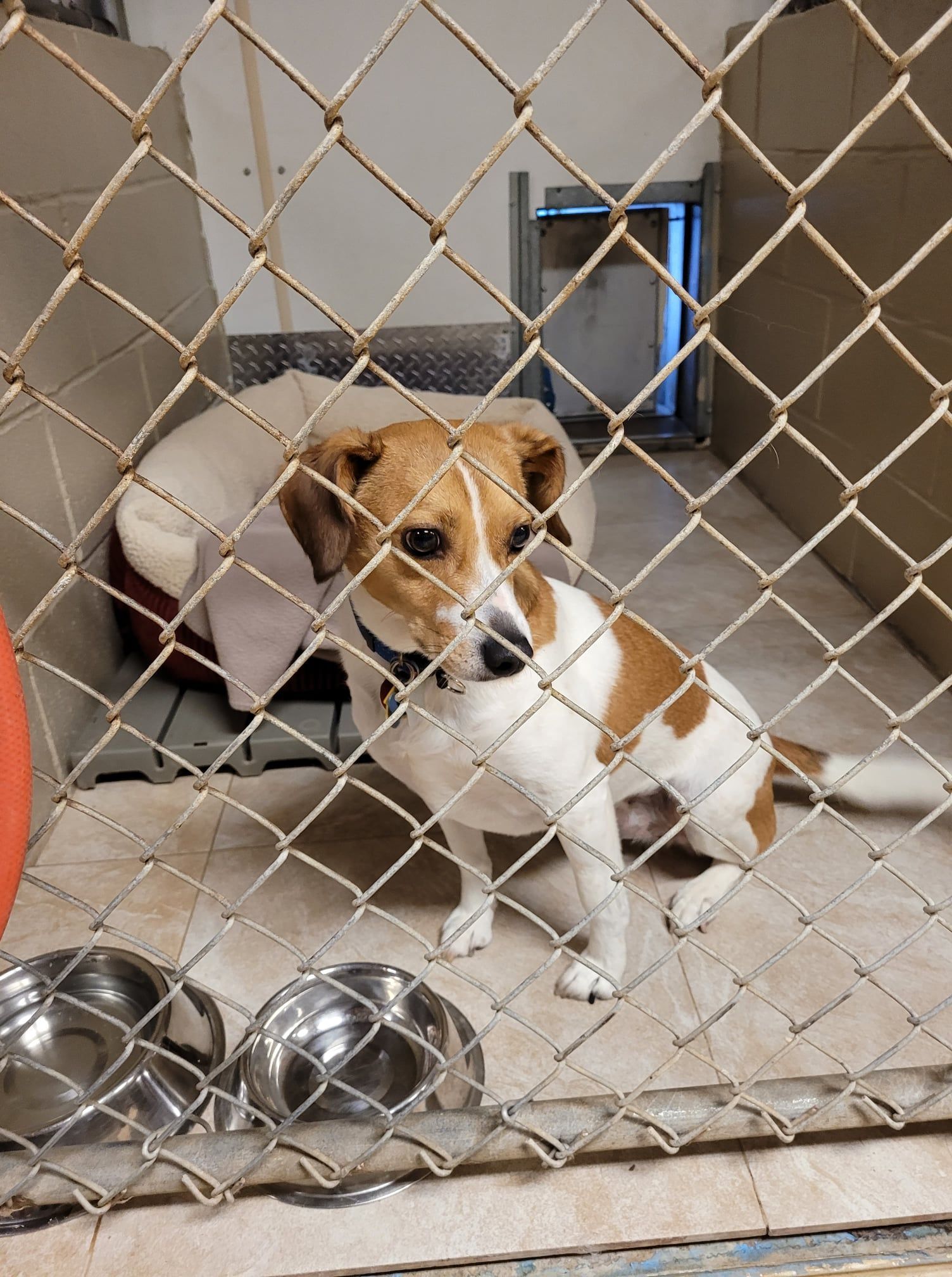 A small brown and white dog is behind a chain link fence.