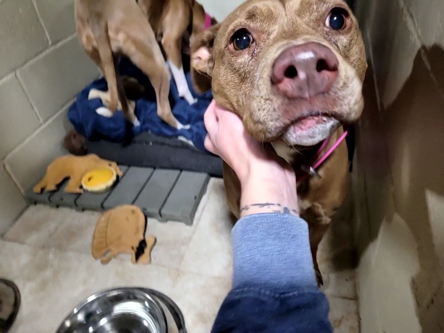 A person is petting a brown dog in a kennel