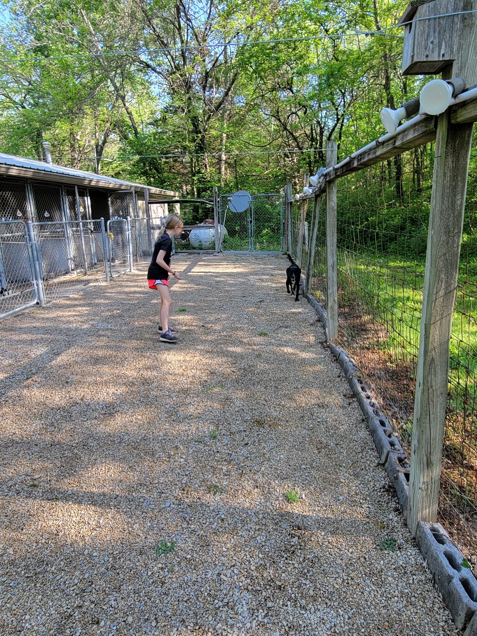A little girl is standing next to a dog in a fenced in area.