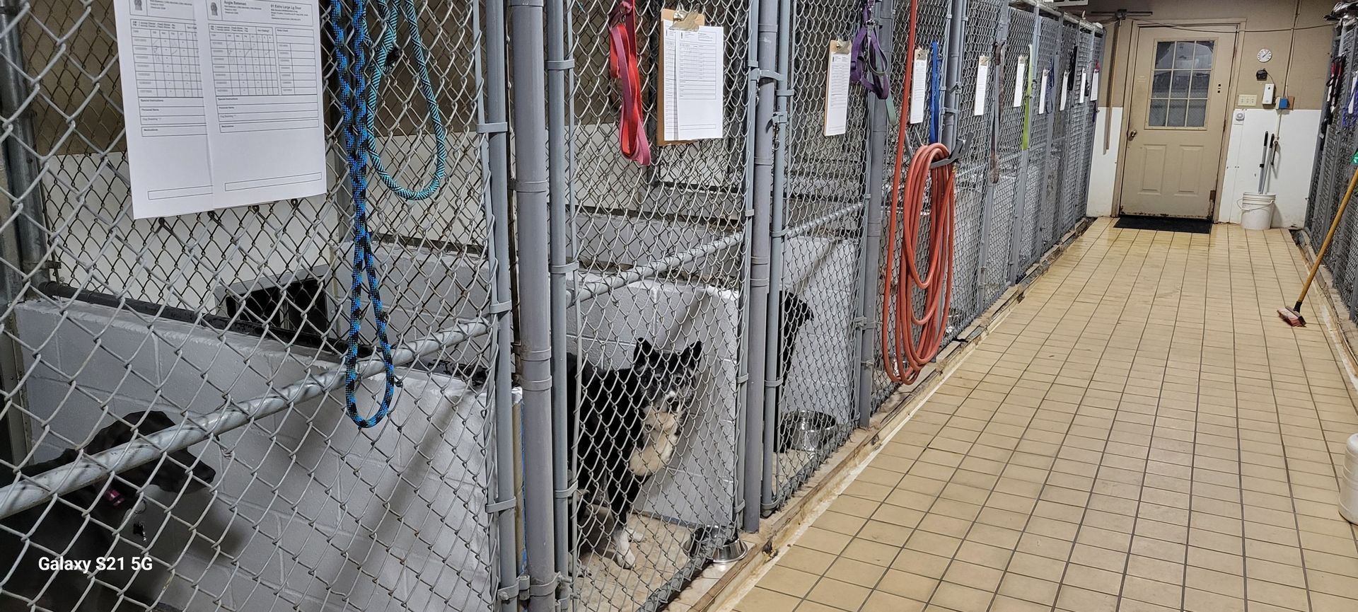 A dog is looking out of a fenced in area in a kennel.