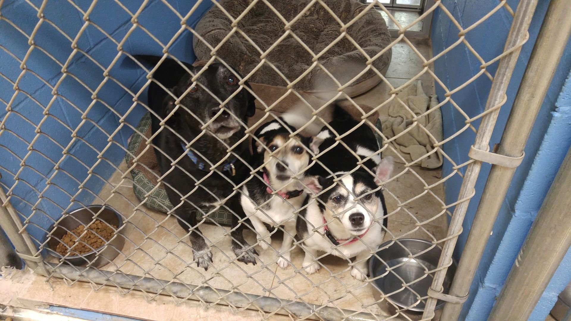 A group of dogs are behind a chain link fence in a cage.