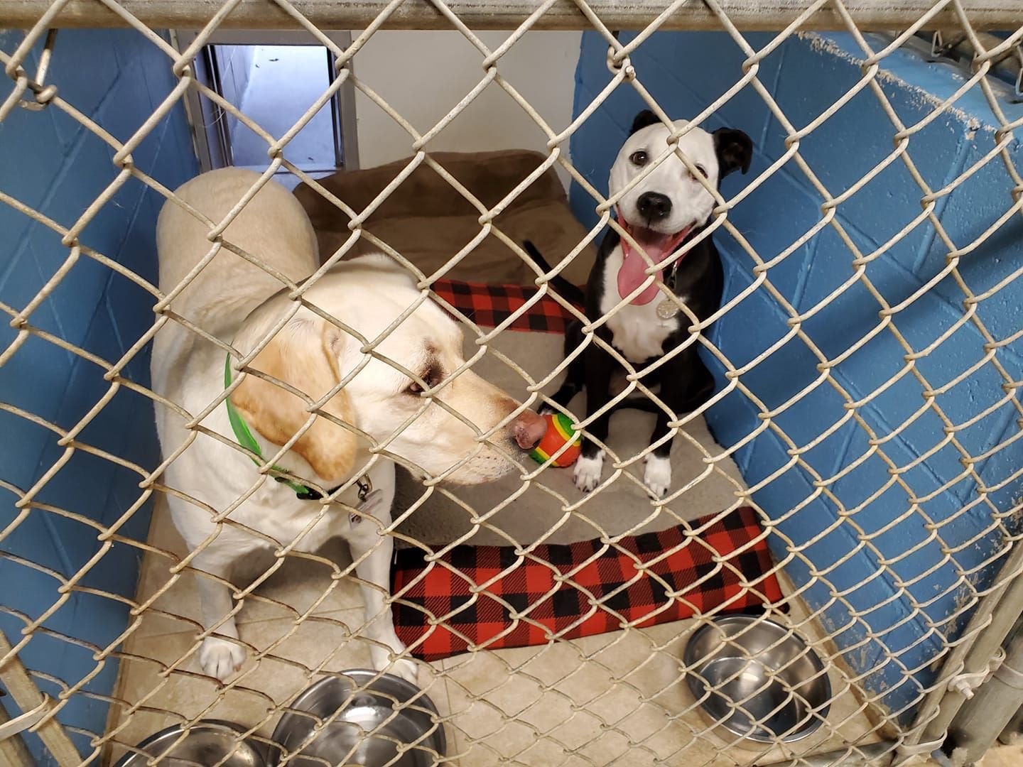 Two dogs behind a chain link fence playing with a ball