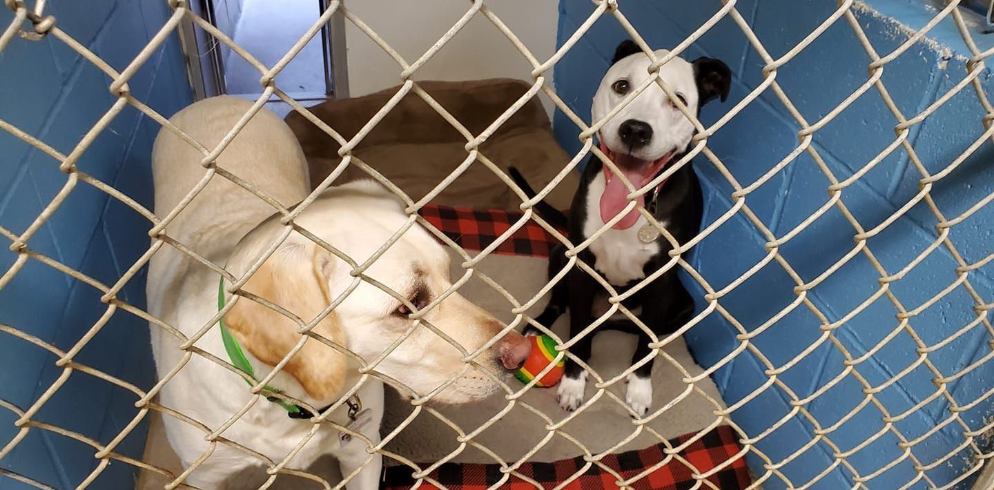 Two dogs are playing with a ball in a chain link fence.