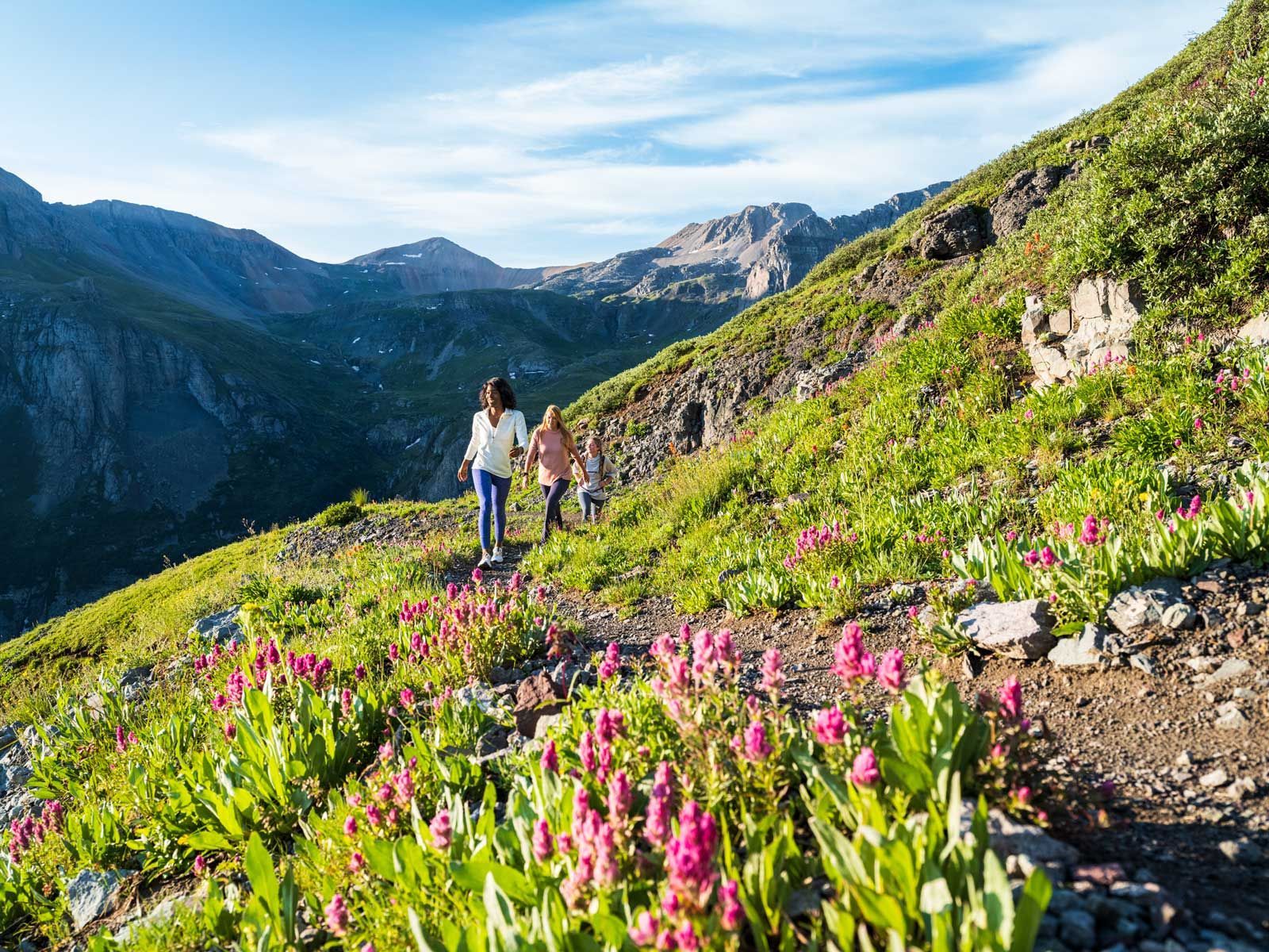 Colorado Mountain blooms during summer